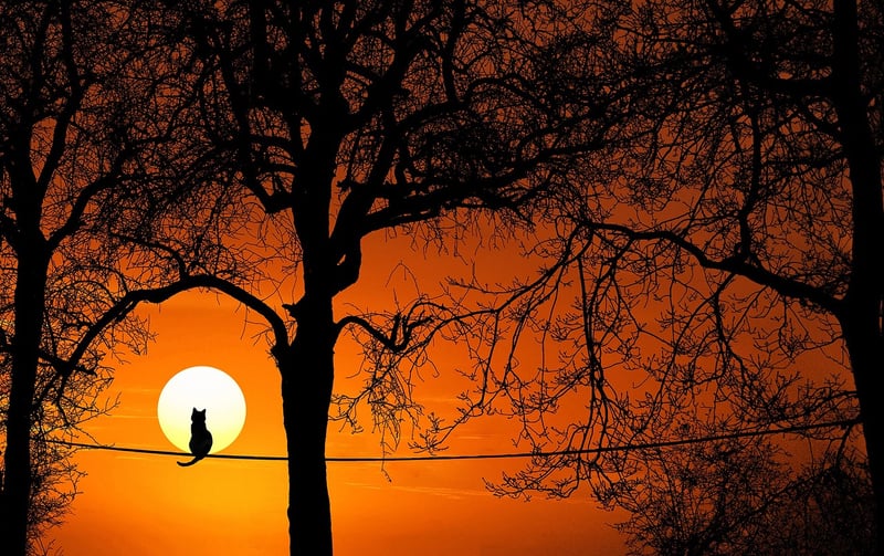 Spy Silhouette